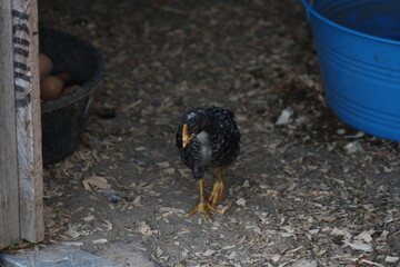 Chicken in the Teenage Stage