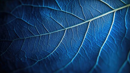 a detailed view of a single leaf against a bright blue background