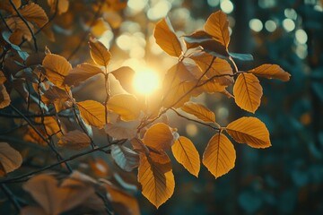 Wall Mural - A natural scene with sunlight shining through the leaves of a tree, perfect for use in outdoor and nature-related contexts