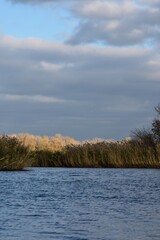 Wall Mural - Autumn trees and reed grass on the lake in sunny day