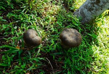 Wall Mural - Lepista personata is a species of edible mushroom that is commonly found growing in grassy areas, is black, brown in color and can grow large.