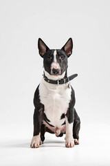 Wall Mural - black and white bull terrier on a white background