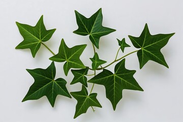 Ivy Plants with Lush Green Leaves on White Background for Home Decor