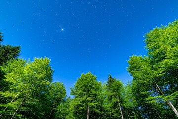 Wall Mural - A night sky filled with stars, framed by leafy branches on the sides, creating a perfect spot for text.