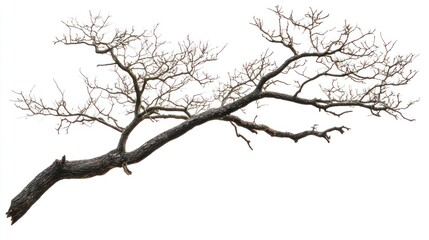 A bare tree branch with a thick trunk and many thin branches reaching out. The branch is isolated against a white background.