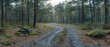 © upnowgraphics - A Winding Dirt Road Through a Dense Forest