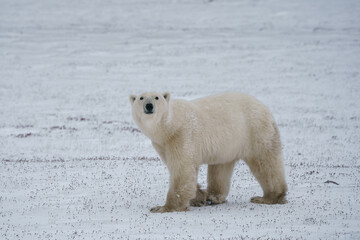 solitary endangered polar bear walking on the snow in churchill manitoba canada