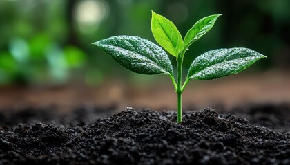 Leinwandbilder - A Small Green Plant with Dewy Leaves Emerging from Dark Soil