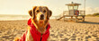 © El Melocoton - Golden Retriever in lifeguard outfit on beach, safety and vigilance