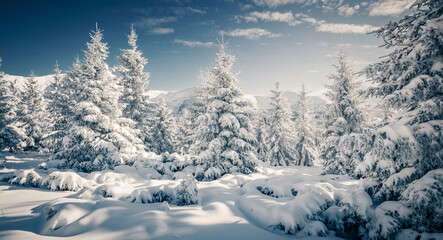 Aufkleber - Shiny coniferous trees covered with fluffy snow on a frosty day. Merry Christmas and happy new year greeting postcard.
