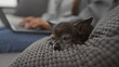 © Krakenimages.com - A sleeping chihuahua on a gray couch with a woman using a laptop in the background of a cozy living room