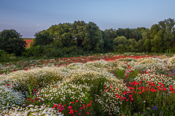 Aufkleber - Fantastic picture of a field of red poppies and white daisies in the evening.