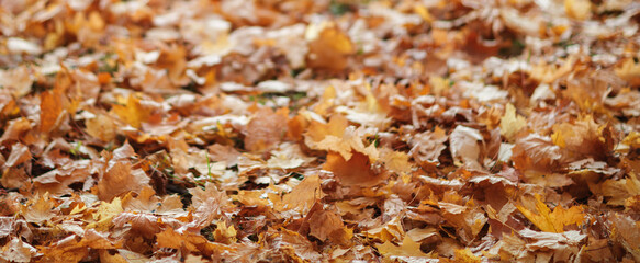 Aufkleber - A large pile of autumn leaves on the ground. The leaves are brown and scattered all over the ground