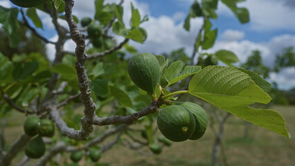 Ripe fig fruits hang from a branch of a fig tree in a sunny puglia orchard with a clear blue sky in the background.