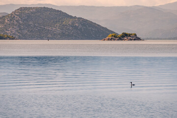 Wall Mural - Serene lake at sunset, perfect for birdwatching amidst tranquil waters.