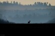 © Wirestock - Deer silhouette in misty landscape