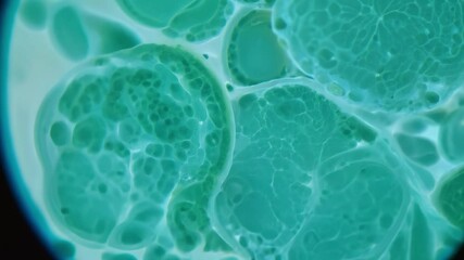 microscope slowly moving over green cells showing division process