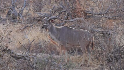 Wall Mural - a male greater kudu looking around at sunrise in kruger national park of south africa