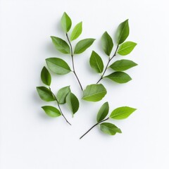 Wall Mural - fresh green leaves arranged on a white background for a natural and clean aesthetic