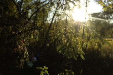 Wall Mural - Warm sunlight on plants. Golden hour in nature.