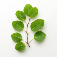 Wall Mural - fresh green leaves on a white background