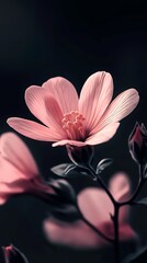 Canvas Print - Detailed view of pink cherry blossom flower with soft focus and blurred background : Generative AI