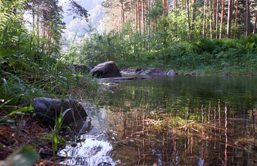 Wall Mural - Altai forest river and pine forest on the background.