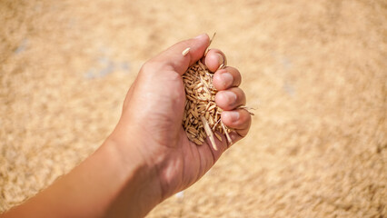 Hands holding rice after harvest, farmer's hands holding rice seeds or rice seedlings from above with blurred rice background