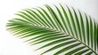 © AI   NEX GEN - palm leaf isolated on white
