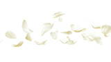 Delicate jasmine petals floating lightly in the air and isolated against a pure white background, highlighting their intricate details and serene charm