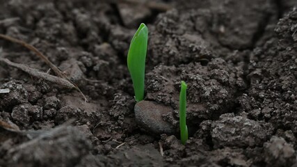 Wall Mural - corn seed sprout plants germinate grow in a field