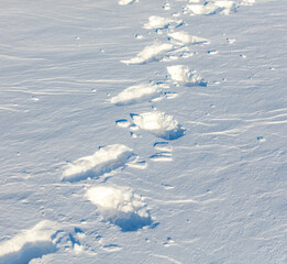 Wall Mural - A snow covered field with a line of footprints in the snow