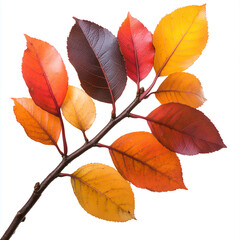 Wall Mural - Red and orange leaves on a tree branch, isolated against a white background.