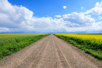 Poster - Country gravel road and green farmland natural landscape under blue sky. road trip.