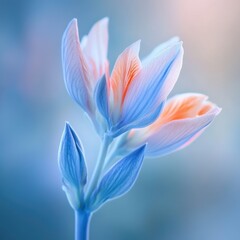 Wall Mural - a delicate flower with soft hues of blue and peach, evoking tranquility and beauty.
