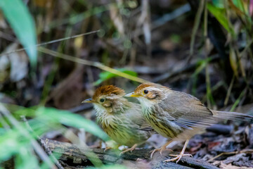 Wall Mural - The Puff-throated Babbler on ground