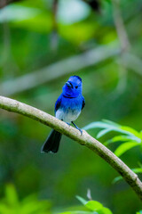 The Black-naped Monarch on a branch in nature