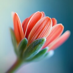 Wall Mural - a close-up of a blooming flower with vibrant orange petals.