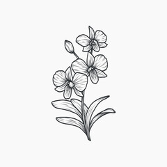  Hand drawn orchid flower illustration. Australian native plant