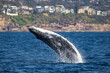 © Mark - Juvenile humpback whale full breach off the Northern beaches off Sydney, Australia, New South Wales, Australia