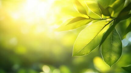Wall Mural - sunlit green leaves with a soft glow, creating a serene and natural atmosphere.