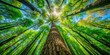 © kansak01 - Majestic Tall Trees from Base to Canopy - Stunning Panoramic View Capturing Nature's Grandeur with High Depth of Field