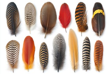 Wall Mural - a collection of colorful bird feathers showcasing various patterns and textures.