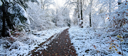 Wanderweg im Marscheider Wald (Bergisches Land, Wuppertal, Langerfeld-Beyenburg)