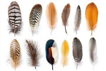 Wall Mural - a collection of colorful feathers arranged in a grid pattern.