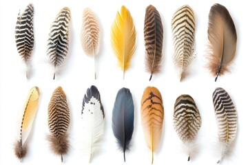 Wall Mural - a collection of various feathers arranged in a grid, showcasing their colors and patterns.