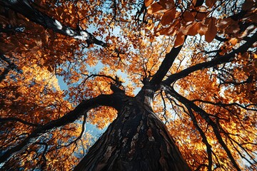 Canvas Print - View of colorful autumn leaves from ground to sky