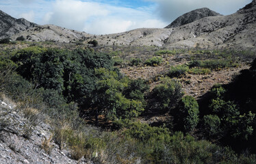 Wall Mural - Organ Mountains. Bare desert mountains. Rocks. Desert. New Mexico USA. Slide reproduction from 1984.