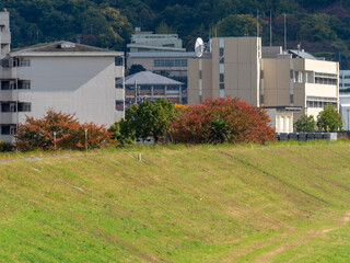 Wall Mural - 秋の大和川堤防沿いの風景