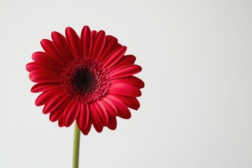 Wall Mural - a vibrant red flower against a simple background, emphasizing beauty and nature.